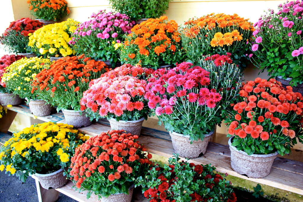 Cuidados en otoño para tu jardín