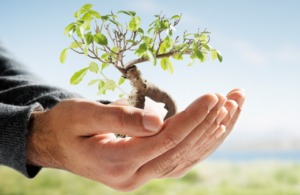 Cuidados básicos para tus plantas