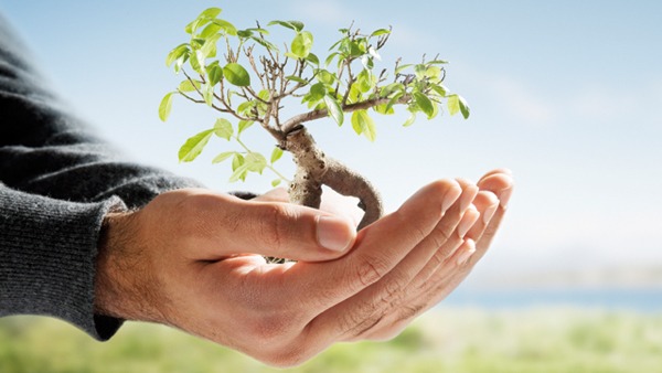 Cuidados básicos para tus plantas