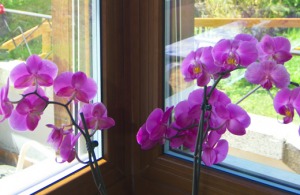 Foliados en madera para ventanas y puertas