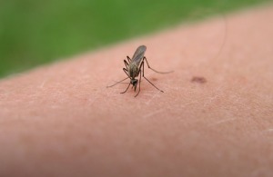 Trucos para librarse de los mosquitos en verano