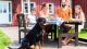 Familia comiendo en el jardin con mascota