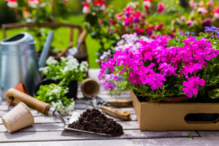 cuidar mi jardin en verano