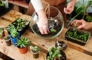 ideas para hacer un terrario en casa