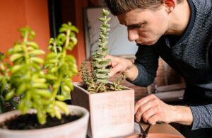 Guia superviviencia plantas verano