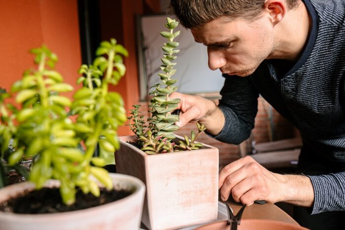 Guia superviviencia plantas verano